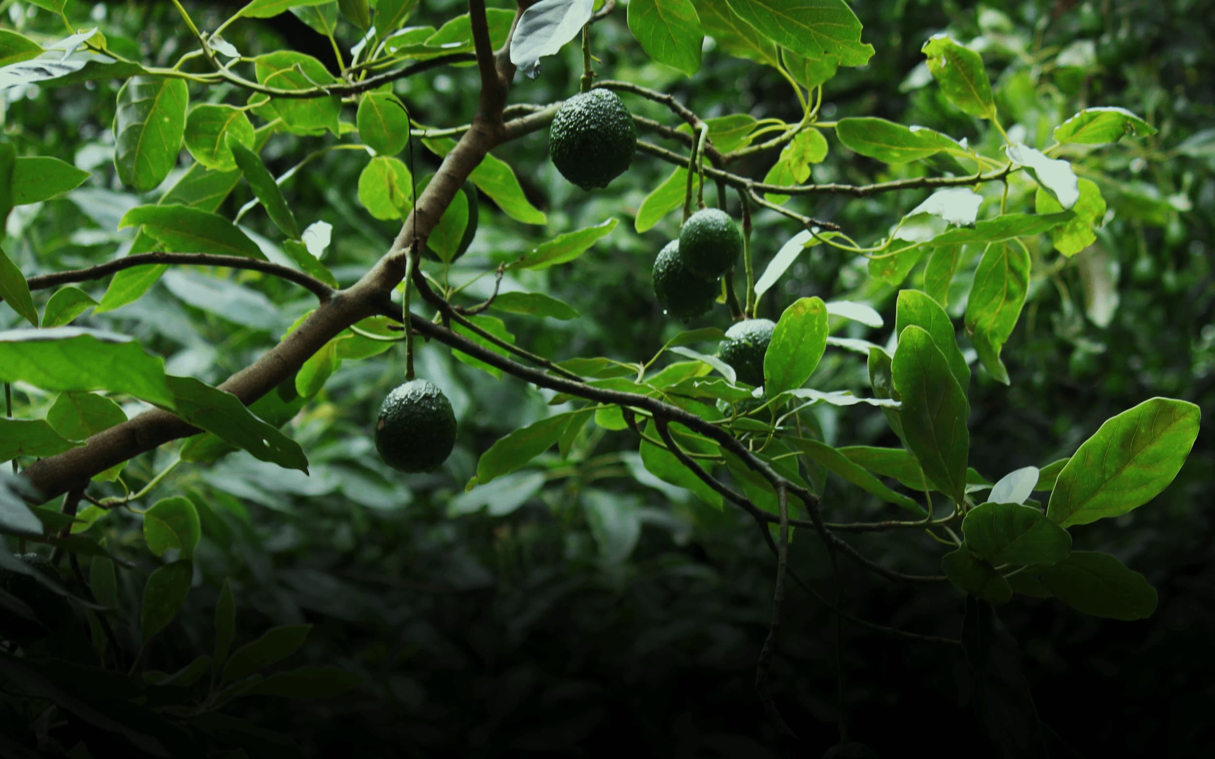 Sustainable agriculture and productive farmland