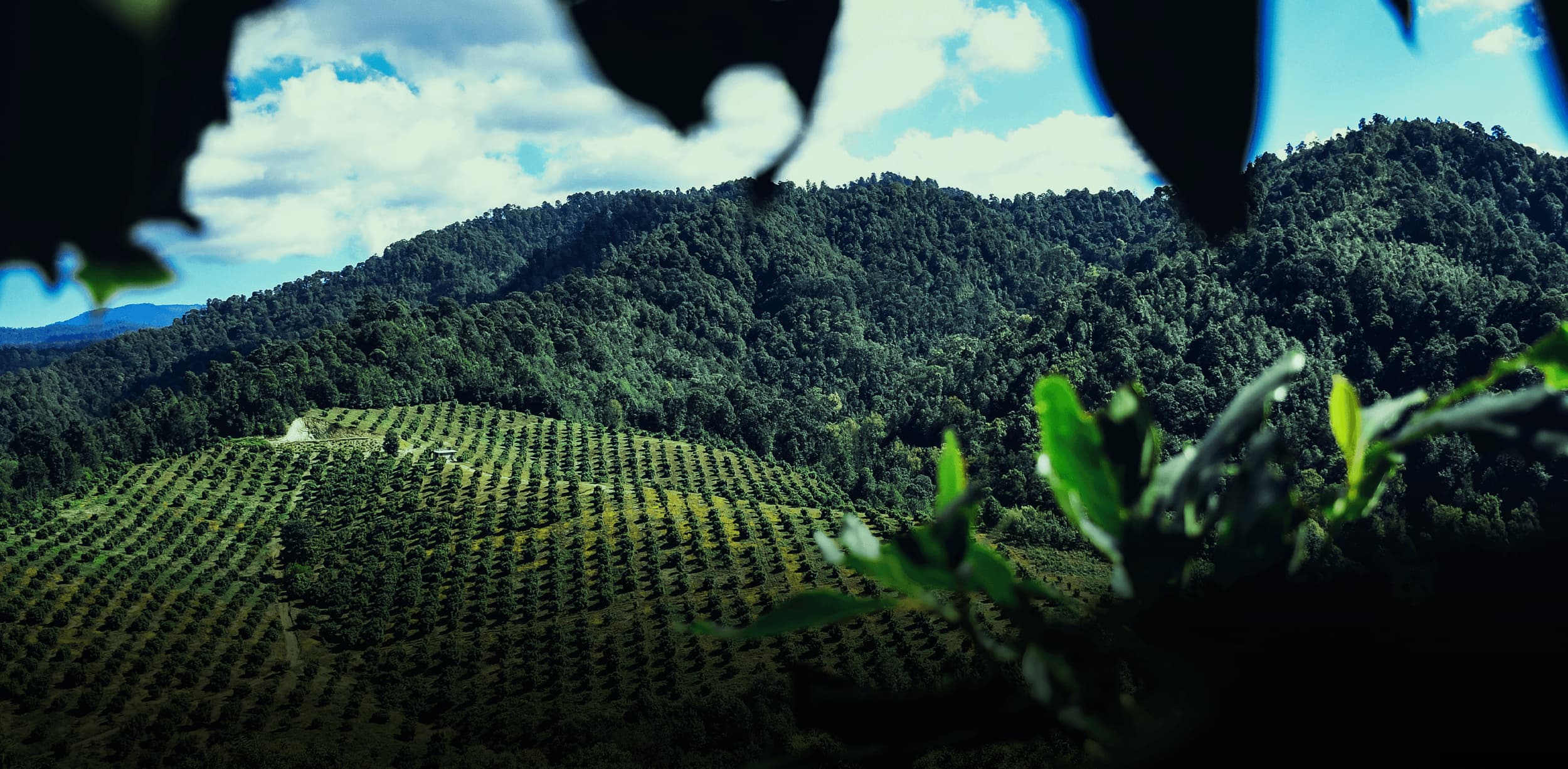 Avocado orchard representing avocado investment