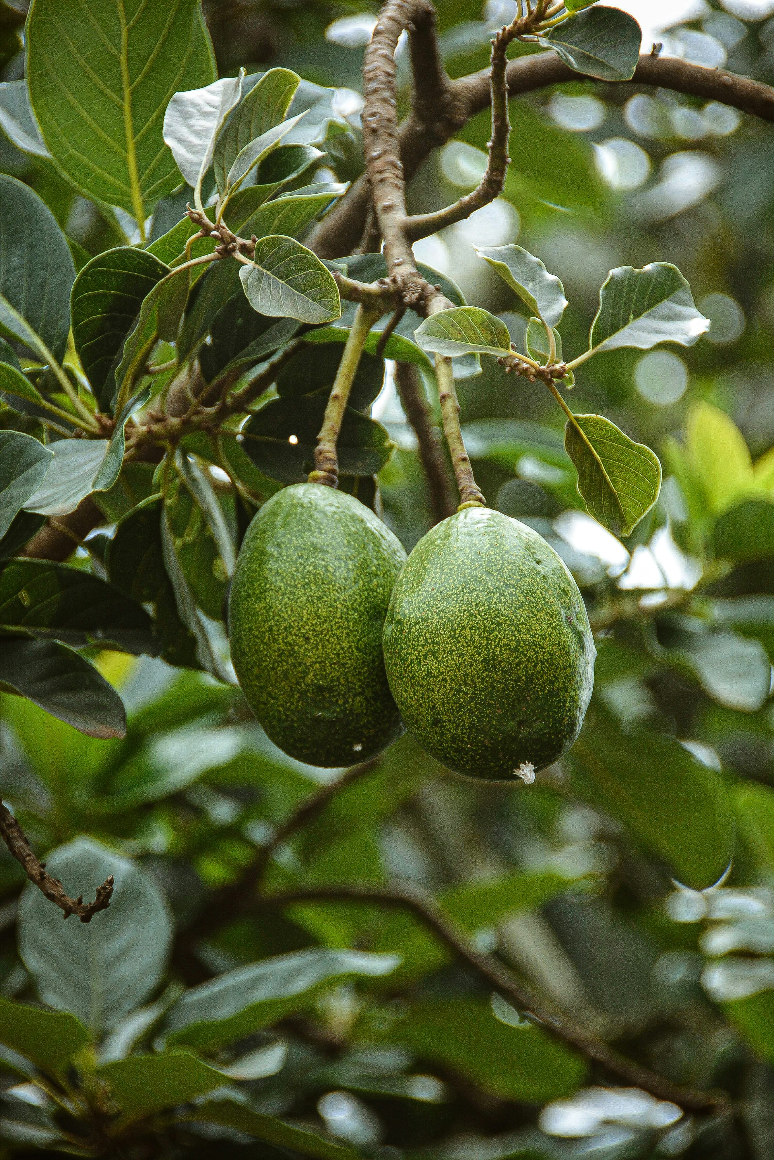 Avoworks Integrated