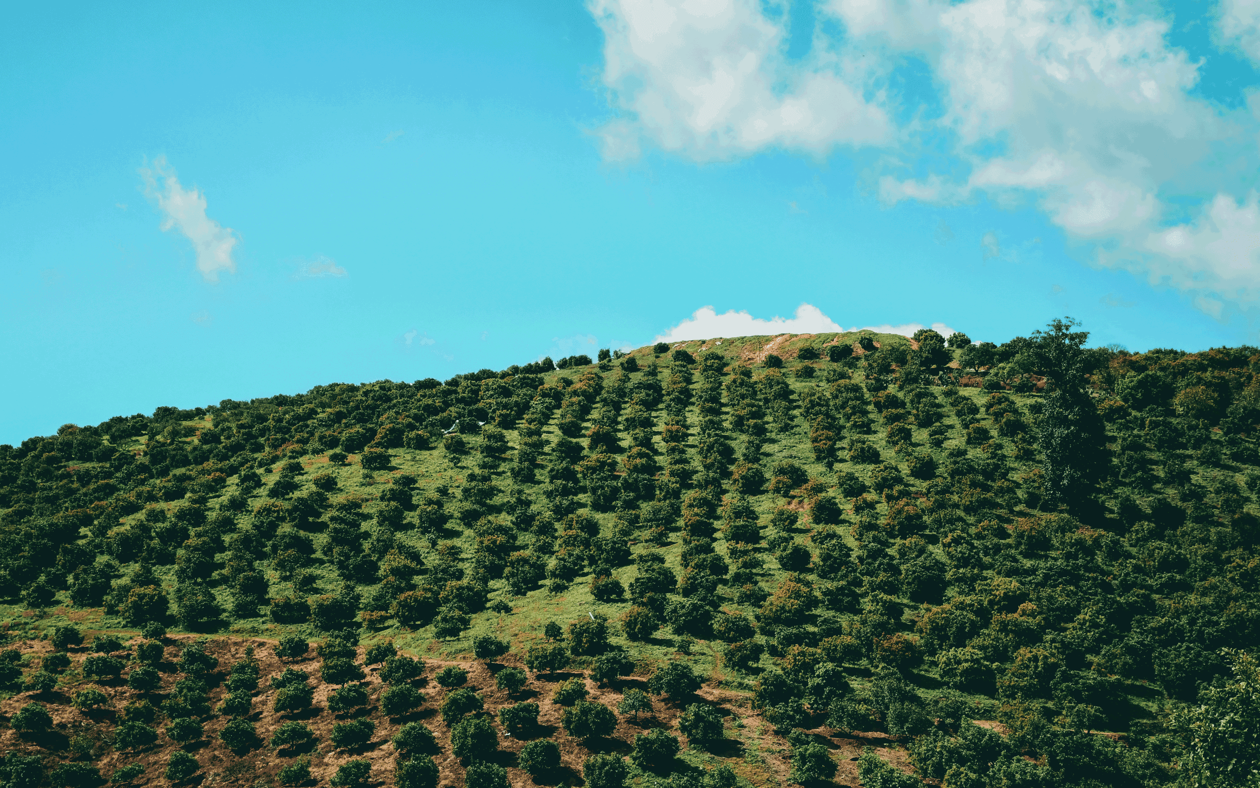 AVO Capital Fund, L.P.