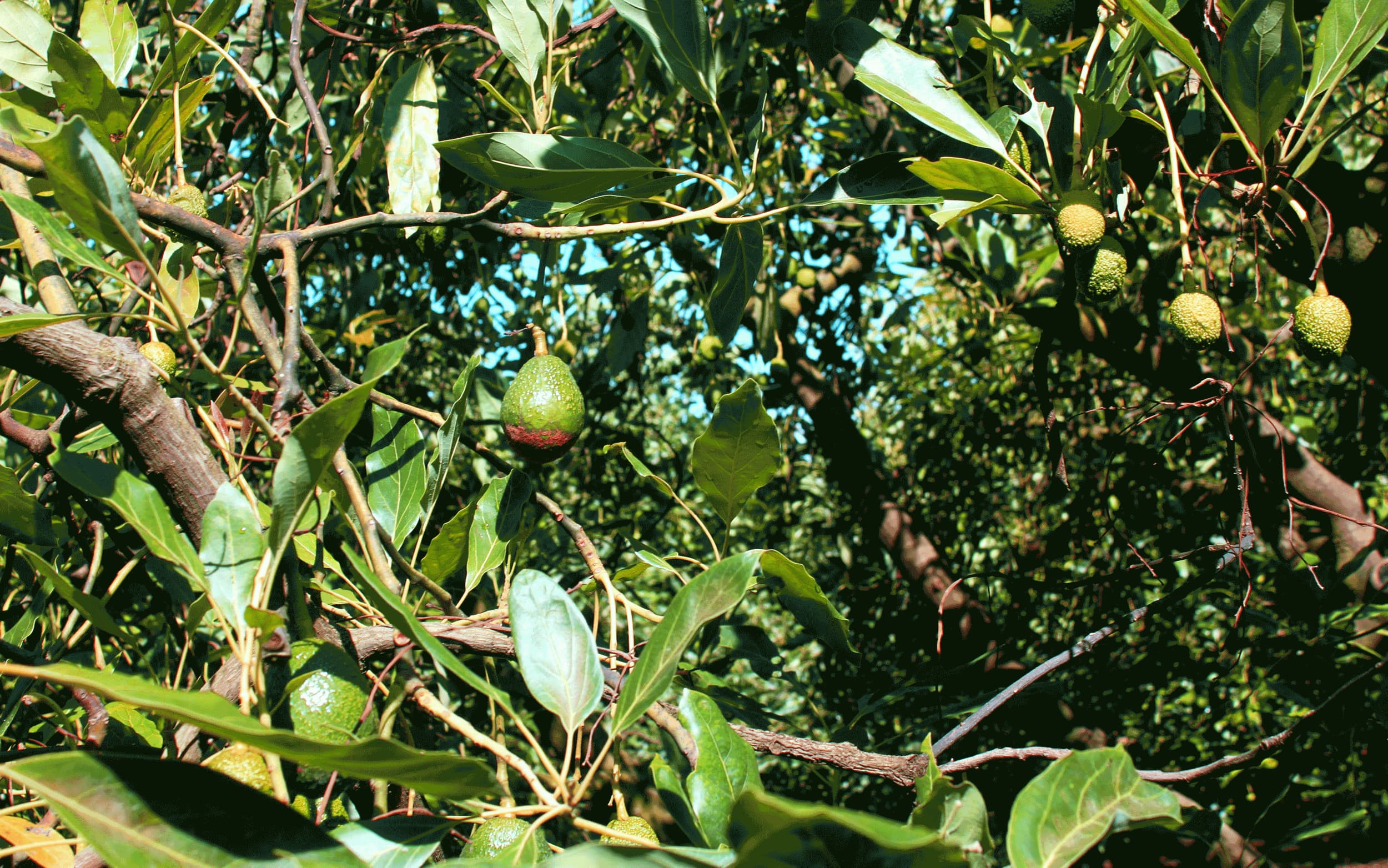 Avo Oro Verde orchards